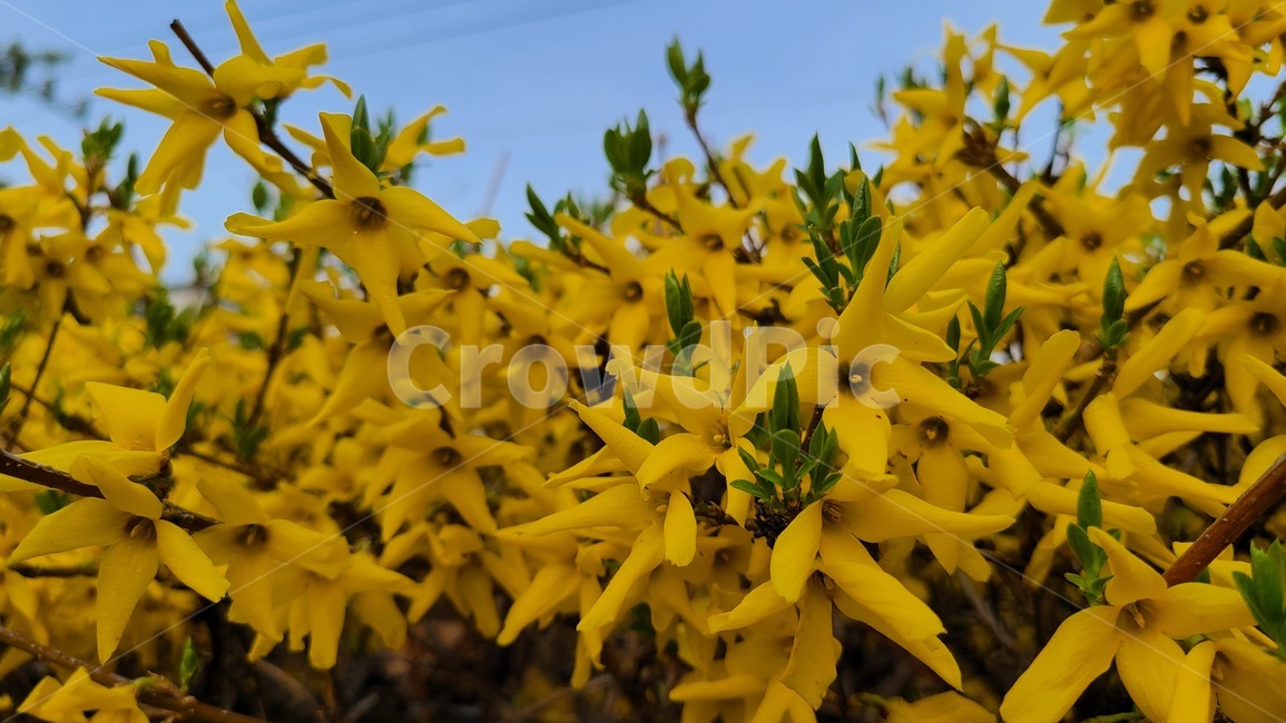 개나리,노란,노란색,꽃,봄,봄꽃,flower,봄날,개화,yellow,plant,식물,blossom