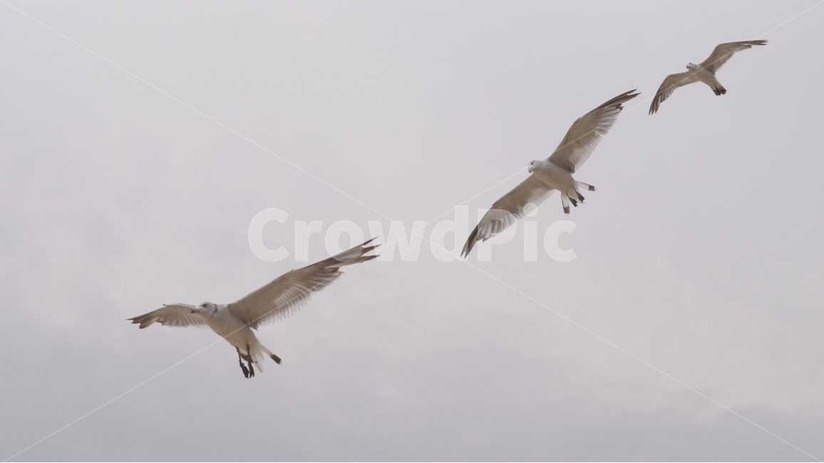 갈매기,새,seagull,비행,하늘,bird,동물,animal,조류,새,birds