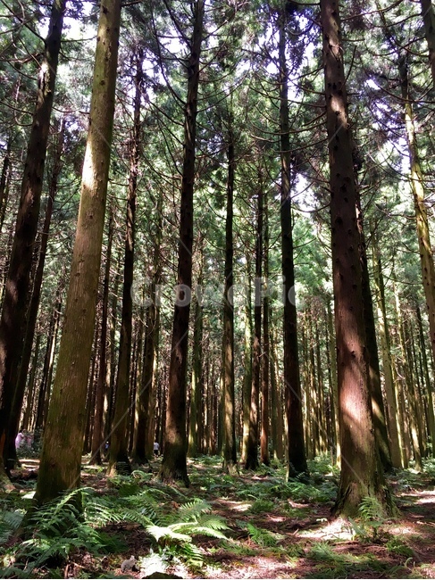 숲,숲길,사려니숲,제주,제주도,초록,나무,forest,jeju,jejuisland,saryeoniforest,saryeoni,tree,green,자연,nature,풍경,landscape,자연,풍경,nature,landscape,제주도,jeju,jeju island,plant,식물