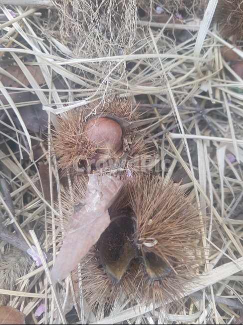 밤,농사,깐밤,시골,숲