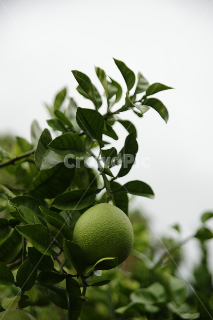 귤,한라봉,오렌지,나무,숲,수확,citrusfruit,감귤류과일,food,음식,plant,식물,fruit,과일,grapefruit,그레이프프루트,produce,덜익은,미숙,과일,열매,fruit,농업,농사,agriculture,farming,farming industry
