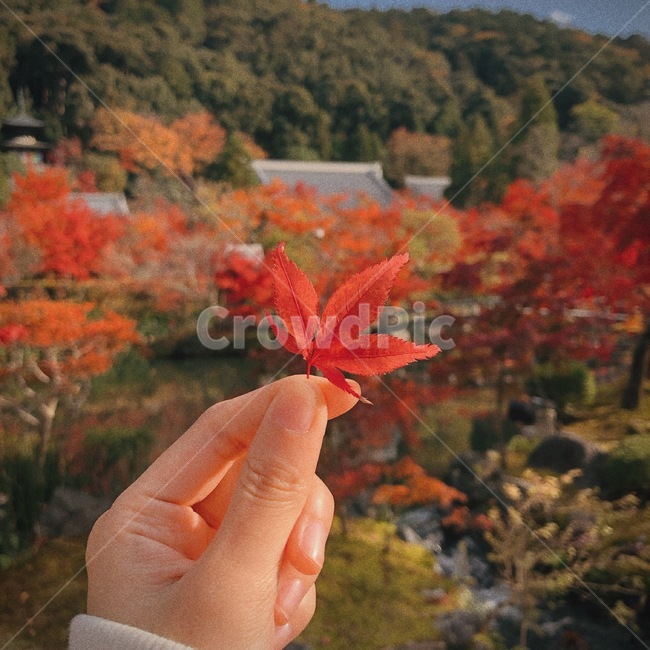 단풍,단풍나무,가을,가을느낌,풍경,나뭇잎,가을,계절,fall,autumn,season,leaf,잎,plant,식물,tree,나무