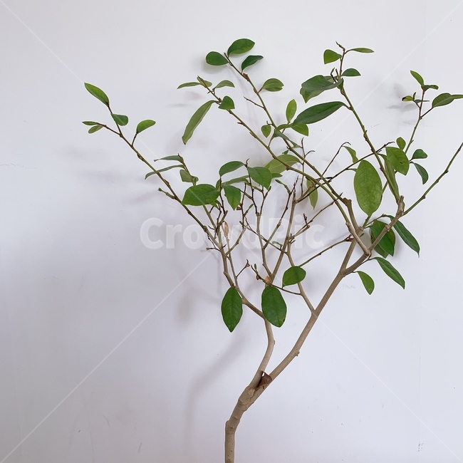 나무,식물,힐링,공간,인테리어,취미