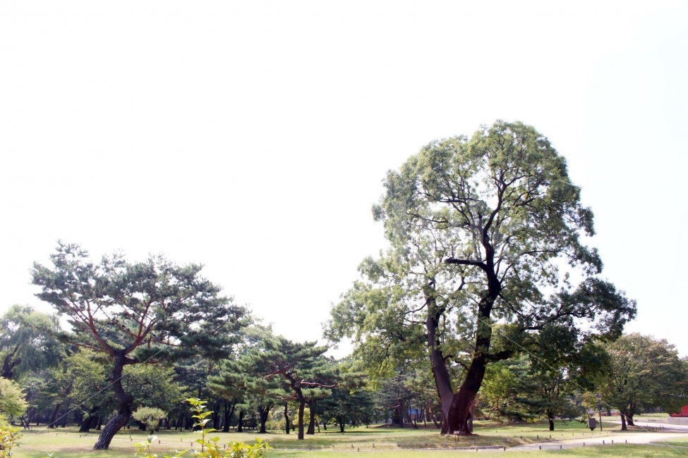 산책,길,나들이,야외,정원,공원,나무,식물,하늘,햇빛,햇살,봄,여름,흙길,소풍,풍경,자연,풍경,nature,landscape,plant,tree,tree trunk,나무 줄기