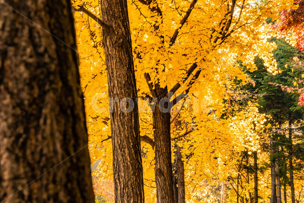 단풍,단풍나무,가을단풍,단풍잎,maple,foliage,가을,계절,fall,autumn,season,tree,나무,plant,식물,leaf,잎