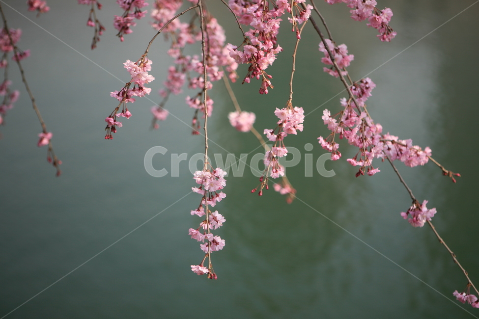 봄꽃,수양벚꽃,석촌호수,송파구,송파의꽃,식물,자연,plants,nature,꽃,flower