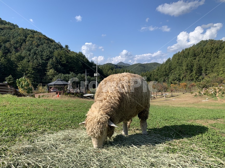 양떼목장,양,동물,초원,푸른하늘,여유로운,풀뜯기,양먹이,이쁜하늘,예쁜하늘,초식동물,동물,animal,포유류,mammal