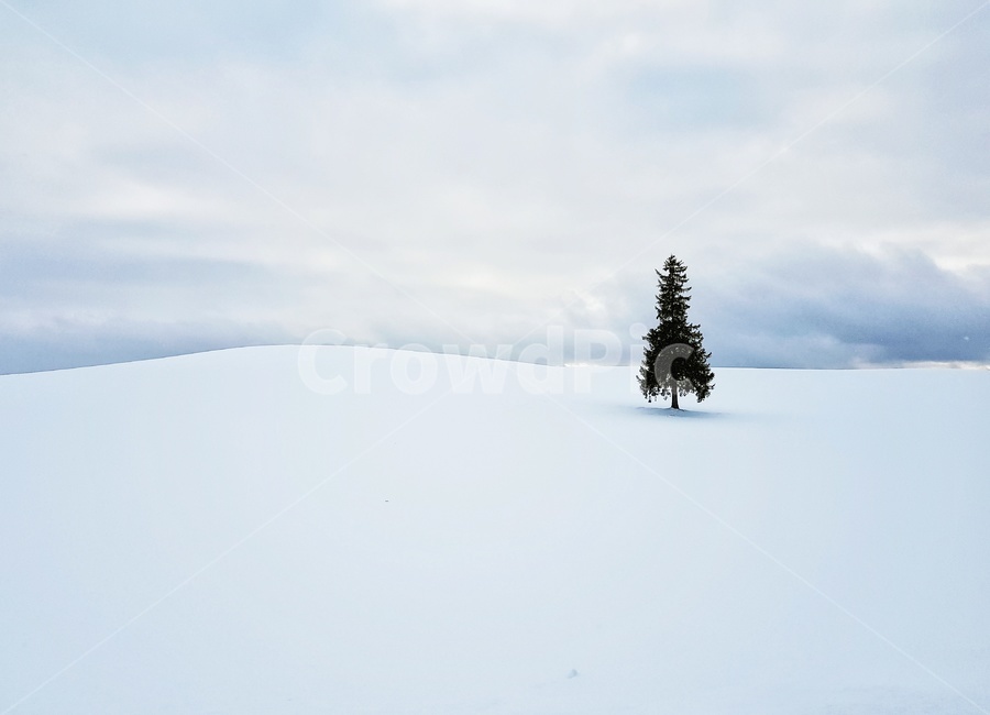 일본,눈,눈덮힌,snow,tree,white,겨울,계절,winter,season