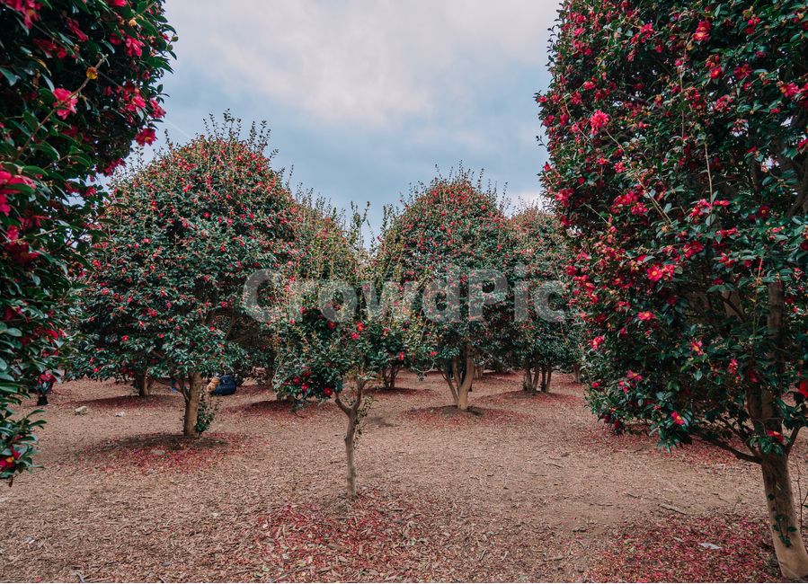 동백,동백꽃,겨울,제주도,제주,풍경,자연,나무,자연,풍경,nature,landscape,한국자연풍경,한국자연경관,korea nature landscape,제주도,jeju,jeju island,식물,plants,나무,trees,wood,tree,plant