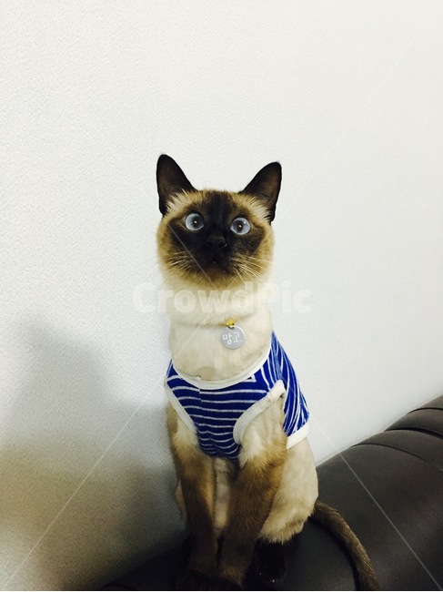 고양이,야옹이,샴,샴고양이,cat,반려동물,반려고양이,neko,동물,animal,포유류,mammal,고양이,cat,kitten,kitty