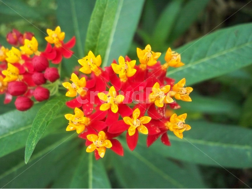 꽃,야생화,flower,식물,자연,식물,자연,plants,nature,꽃,flower