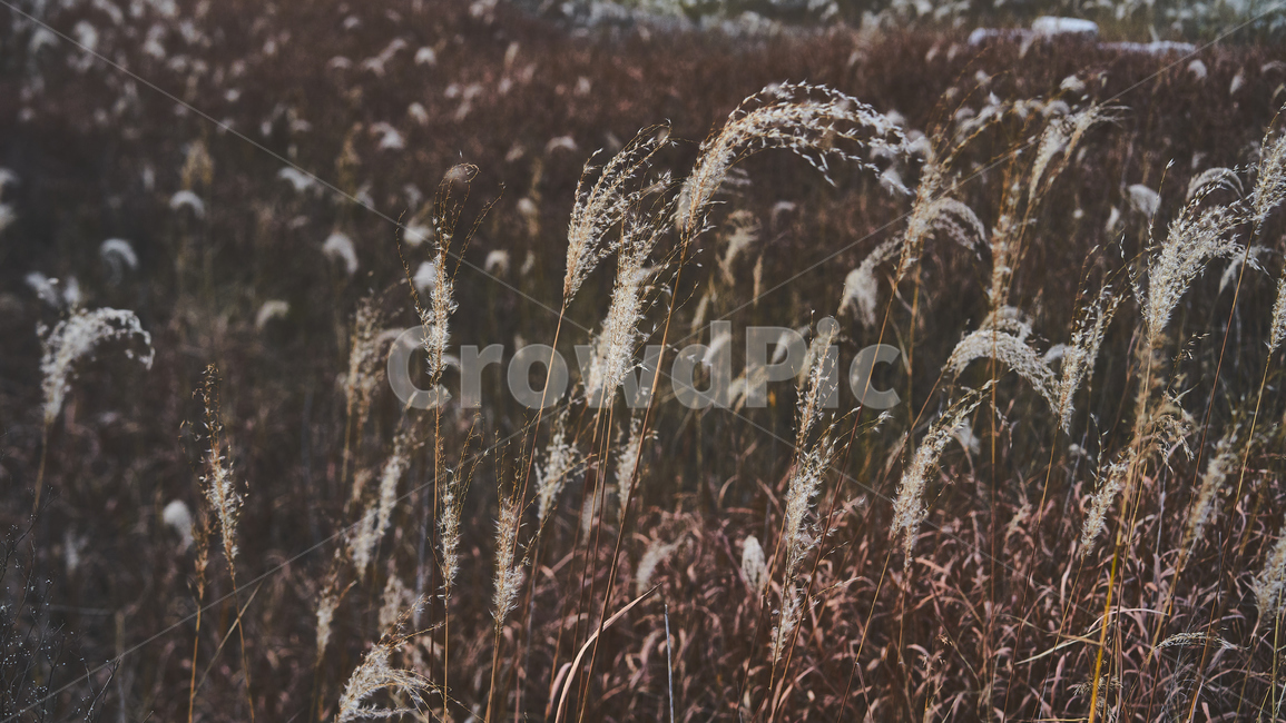 갈대,갈대밭,군림지,grass,plant,식물,lawn,잔디,식물,자연,plants,nature