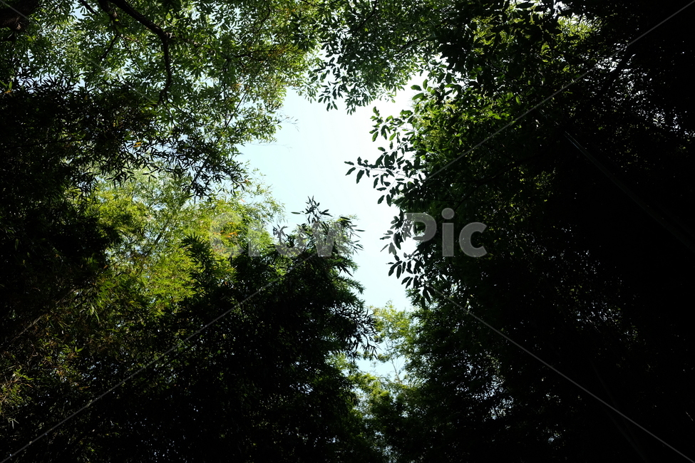 나무,숲,숲길,자연,풍경,nature,green,tree,초록