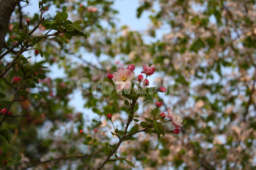 식물,꽃,plant,flower,blossom,식물,자연,plants,nature,꽃,flower