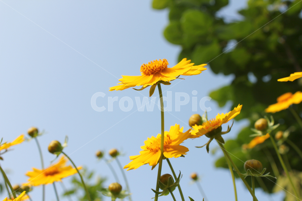 금계국,꽃,한국,노랑,노란색,노랑꽃,정원,식물,자연,goldenwaveflower,flower,fresh,goldenwave,goldenwaves,goldenwave,green,korea,natural,plant,yellow,식물,자연,plants,nature,꽃,flower