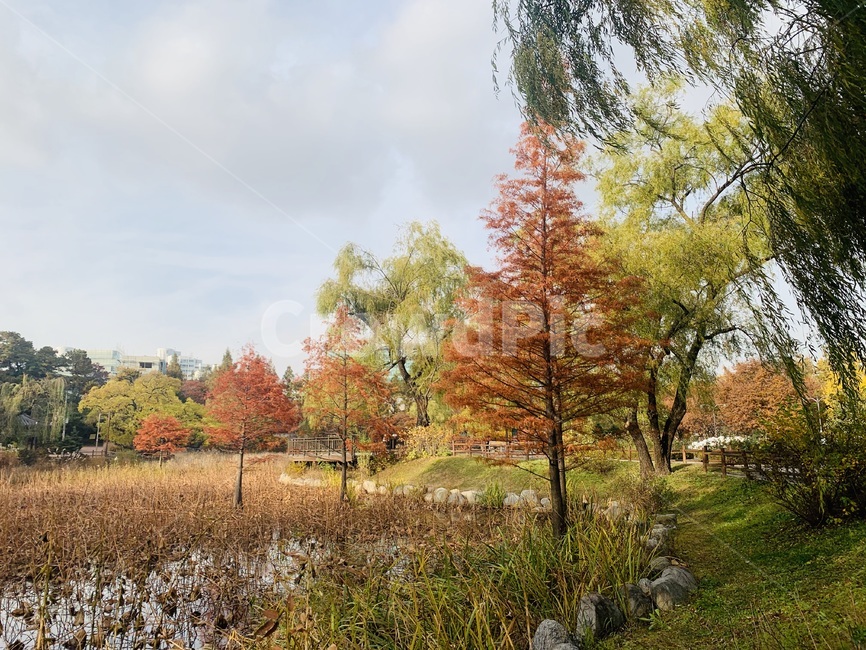 tree,나무,plant,식물,가을,fall,autumn,가을풍경,단풍,자연,풍경,nature,landscape