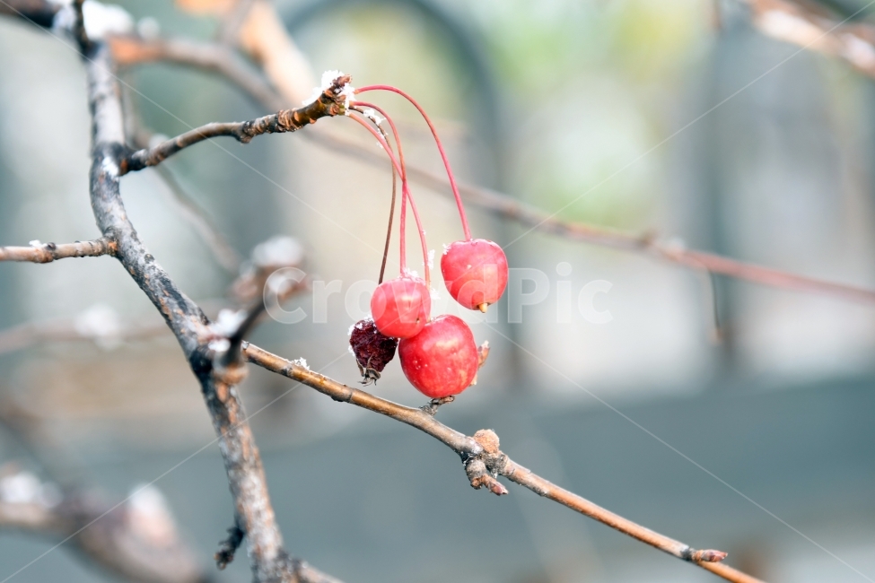 첫눈,눈,겨울,못다핀꽃,과일,가을끝,풍경,열매,겨울,계절,winter,season,과일,열매,fruit,감성,sensible,feeling