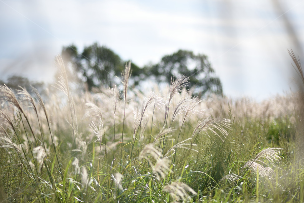 억새,식물,자연,풍경,갈대,가을,계절,fall,autumn,season,자연,풍경,nature,landscape,식물,plants,grass,잔디,plant,lawn