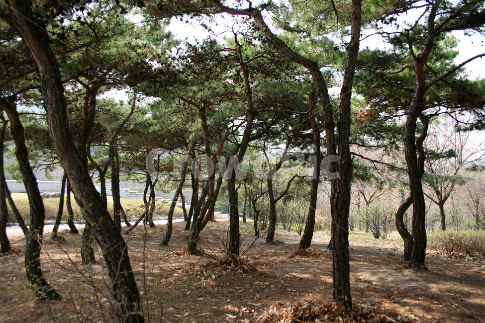 소나무,솔숲,나무,숲,식물,솔향,푸른숲,자연,풍경,nature,landscape,한국자연풍경,한국자연경관,korea nature landscape,식물,plants,나무,trees,wood,plant,tree,land,땅,woodland,삼림지,vegetation,초목,forest,outdoors,옥외,grove,작은 숲,tree trunk,나무 줄기,ground,바닥