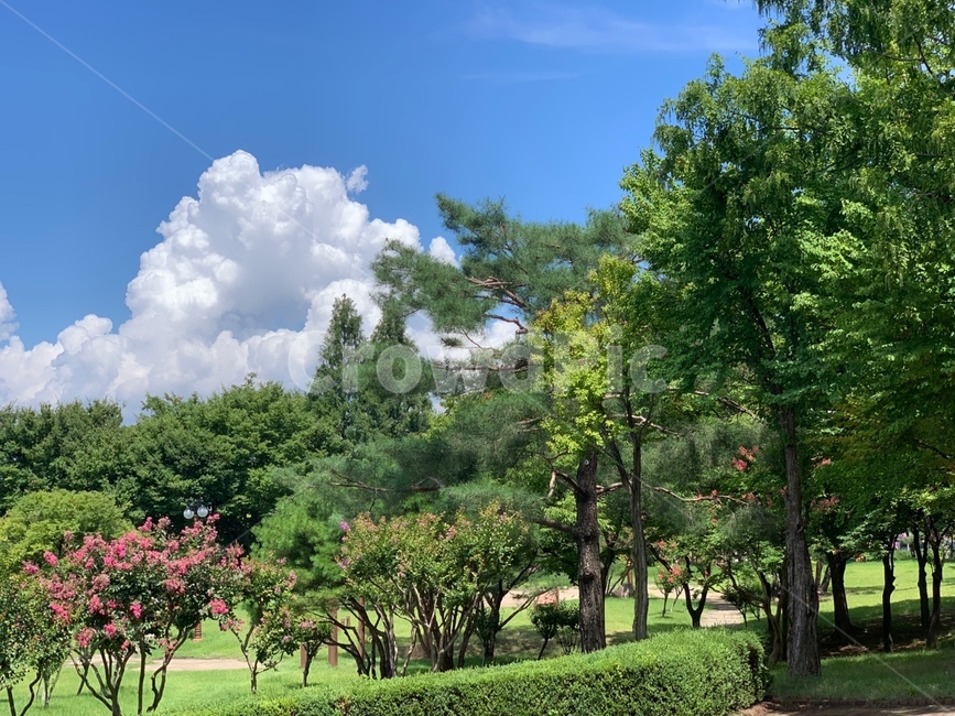 잔디,식물,구름,나무,청량,맑음,배경,감성,밝음,푸른,grass,plant,자연,풍경,nature,landscape,outdoors,옥외