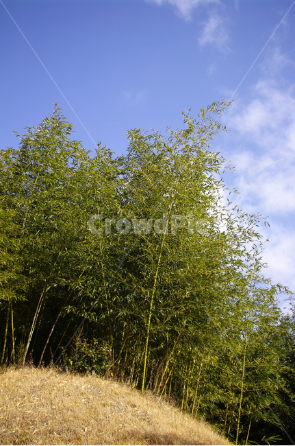 대나무,숲,하늘,댓잎,식물,나무,자연,풍경,nature,landscape,plant