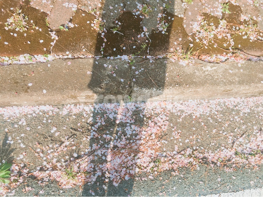 그림자,벚꽃,봄,감성,꽃잎,꽃,flower