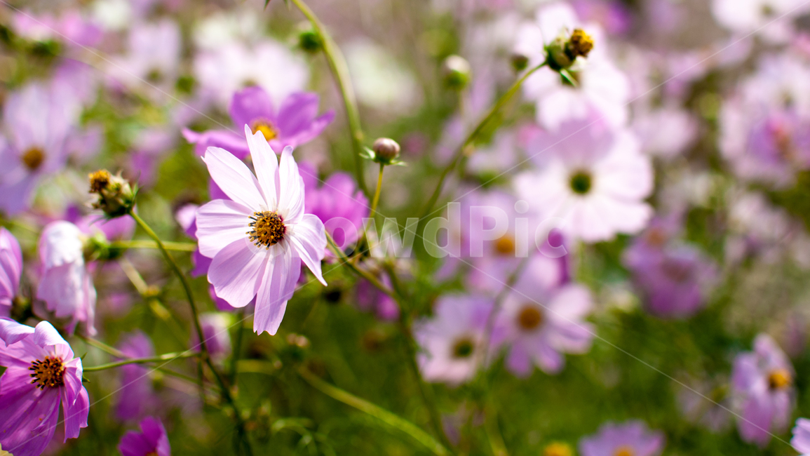 코스모스,꽃,식물,가을꽃,cosmos,가을,계절,fall,autumn,season,자연,plants,nature,flower,가을,계절,fall,autumn,season,식물,자연,plants,nature,꽃,flower,plant