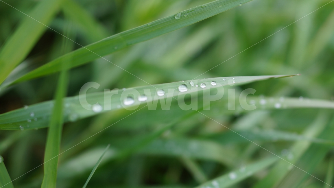 풀,초록,식물,이슬,물방울,컬러,야외,초록색,식물,자연,plants,nature