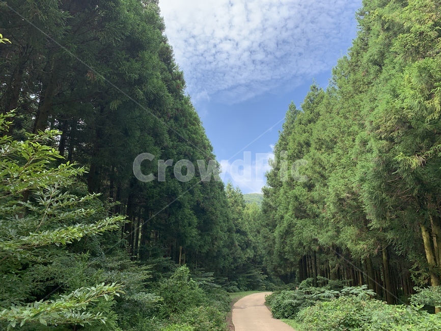 산,하늘,자연,제주,사려니숲길,날씨