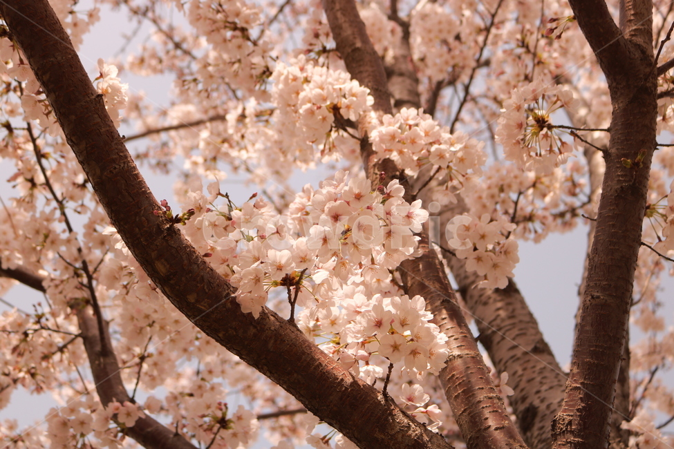 벚꽃,순결,봄,봄꽃,감성,식물,자연,plants,nature,꽃,flower