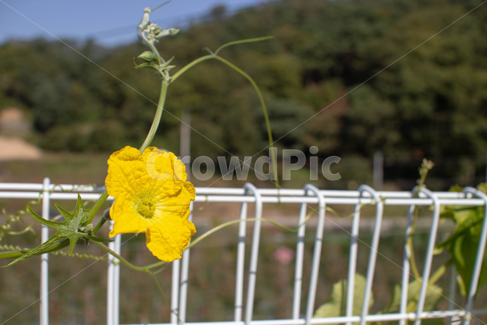 꽃,화분,화단,plant,식물,flower,식물,자연,plants,nature,꽃,flower