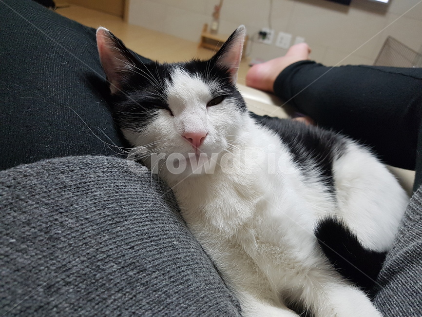고양이,코숏,검정색,하얀색,꼬리,핑크,귀,cute,animal,cat,동물,animal,포유류,mammal,고양이,cat,kitten,kitty