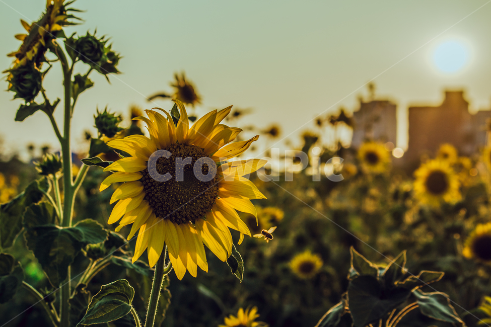green,sun,sunflower,flower,Field,sunlight,lens flare,Freshness,gay