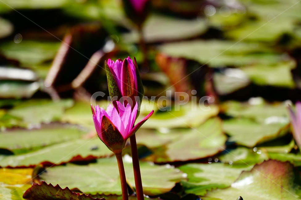 수련,연꽃,여름꽃,플라워,flower,lotus,waterlily,pondlìly,식물,자연,plant,nature,연못,연잎,연꽃잎,꽃,수생식물,pond,수중식물,여름,summer