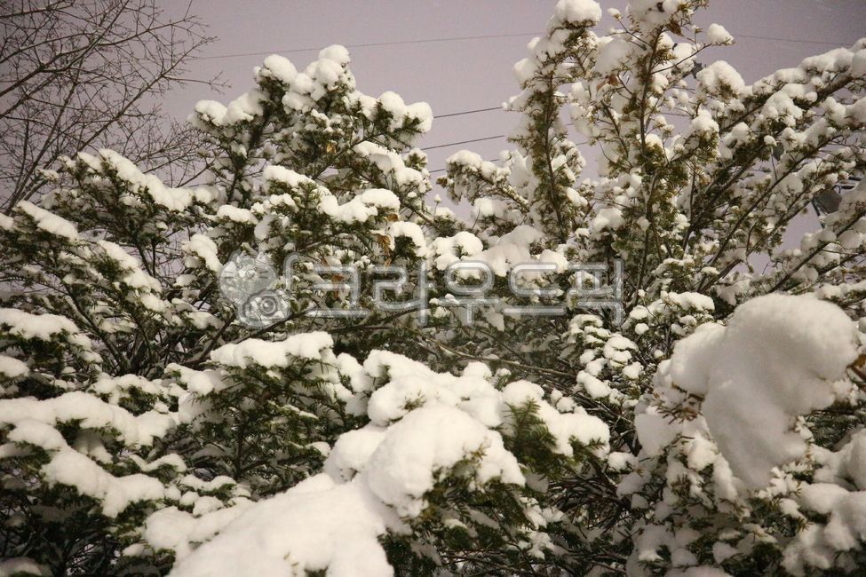 four seasons,snow scene,snow flower scenery,snow flower,heavy snow,ice,trees,snowstacked trees,frost flower,snow country,winter tree branches,winter pine tree,snow stacked tree,weather,season,wintertrees,tree,frozen,tree branches,winter tree,snow,snow sto