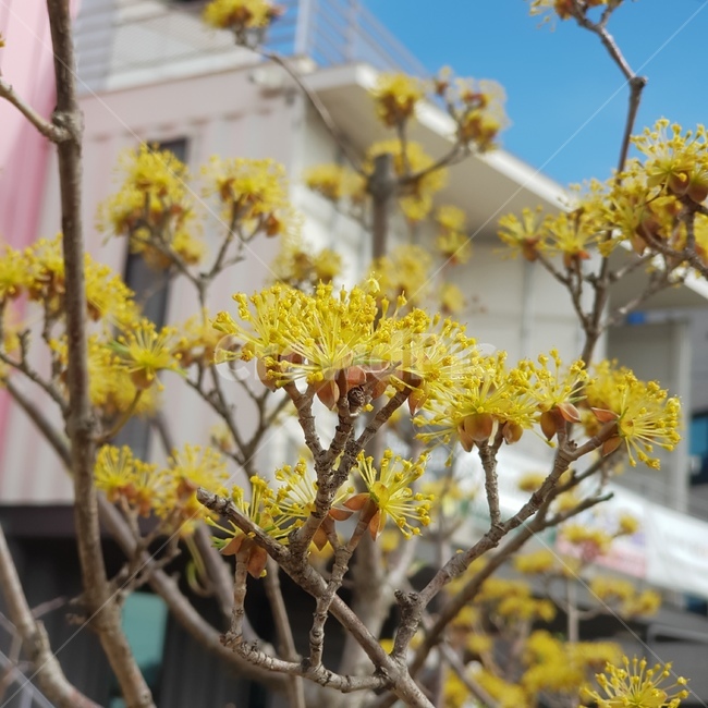 plant,식물,정원,꽃,flower,노란꽃,노란색,노랑