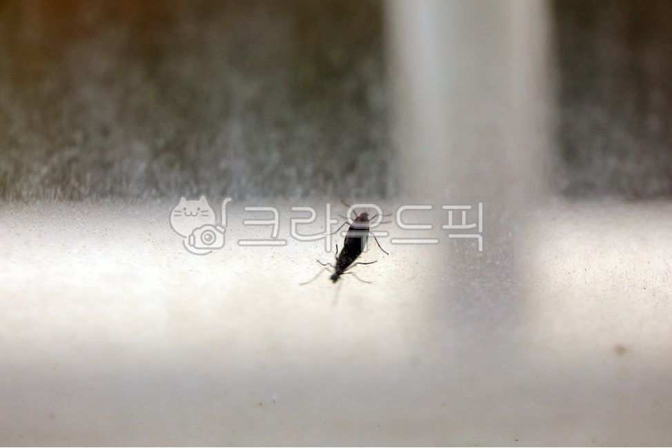 벌레,곤충,러브버그,lovebug,bug