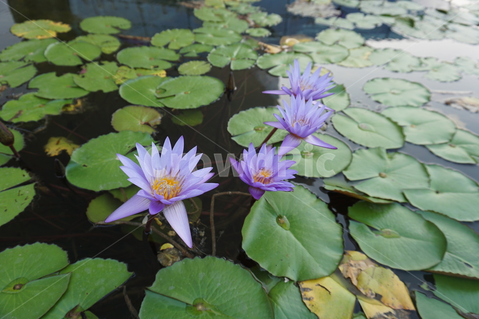 plant,연꽃,식물,연못,flower,lily,백합,blossom,보라색,꽃,식물,자연,plants,nature,꽃,flower