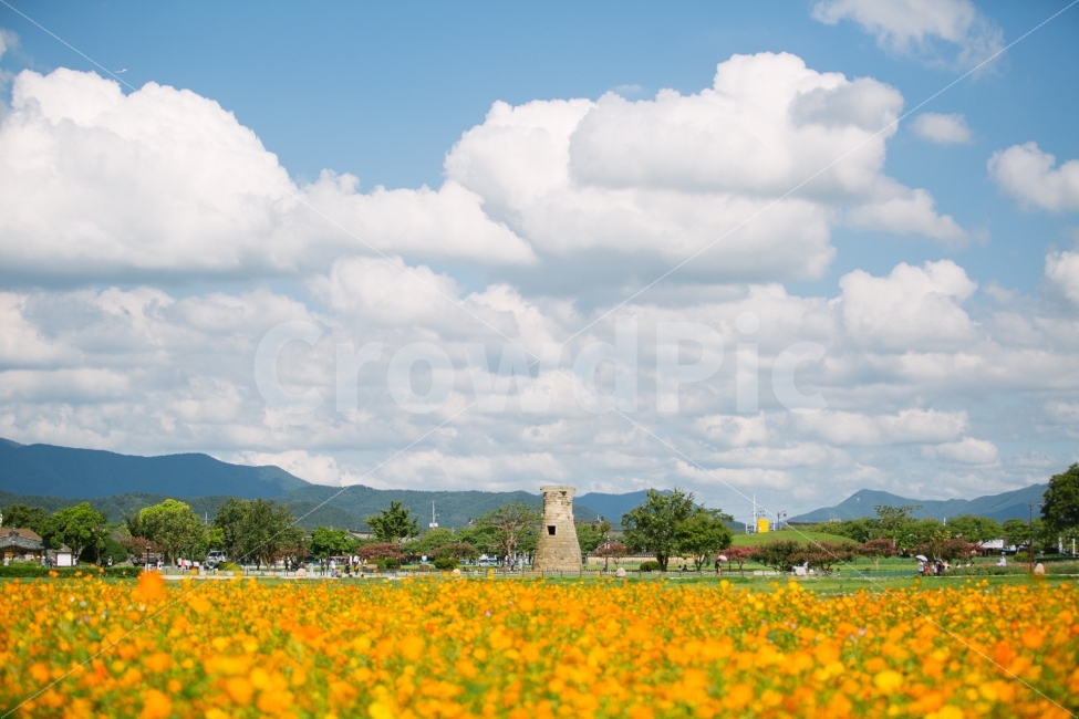 경주,첨성대,꽃,구름,하늘,식물,자연,풍경,nature,landscape,랜드마크,landmark,tourist attraction,한국전통,한국문화,korean traditional,korean culture,outdoors,옥외,field,들,grassland,목초지