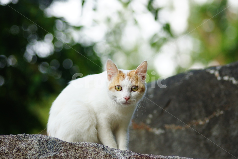 manx,포유류,animal,mammal,동물,cat,고양이,pet,동물,animal,포유류,mammal,고양이,cat,kitten,kitty