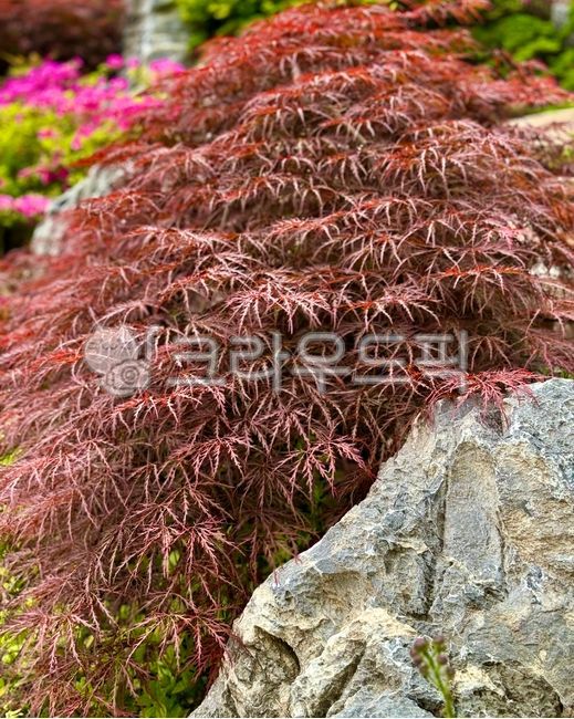 maple,단풍,공작단풍,잎,공작단풍나무,단풍나무,나무,tree,나뭇잎,leaf,식물,plant,자연,nature