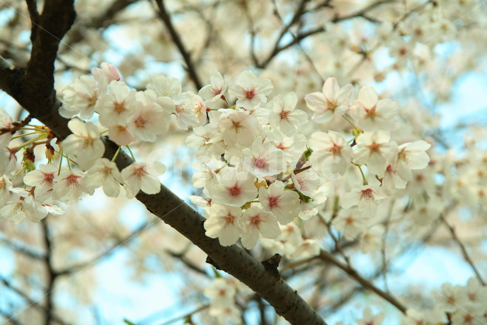 plant,식물,blossom,꽃,flower,벚꽃,봄