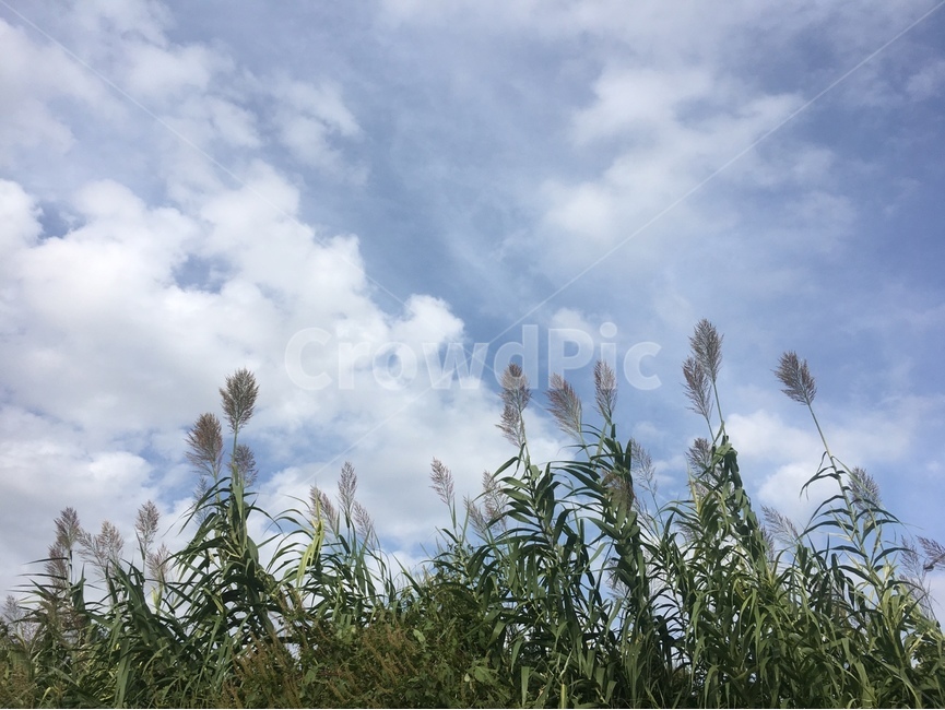 grass,plant,식물,lawn,잔디,하늘,구름,cloud,강아지풀,자연,대한민국,한국자연풍경,한국자연관광,계절,가을,fall,사연,초록색,맑음,억새,자연풍경