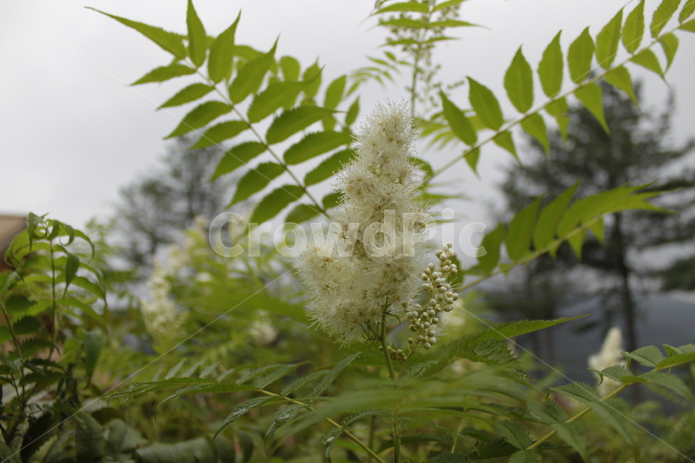 plant,식물,green,초록,grass,잔디,식물,자연,plants,nature