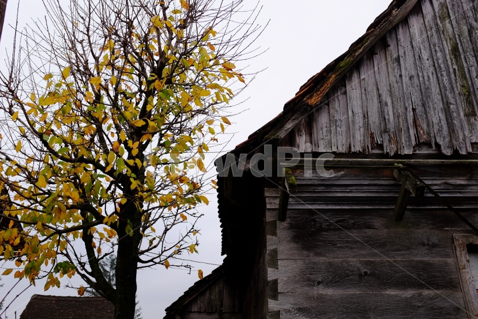 고독함,나무건물,쓸쓸함,나무집,풍경,유럽마을,유럽양식,가을,계절,fall,autumn,season,건축물,건물외관,exterior,building,structure,architecture,construction,tree,나무,plant,식물
