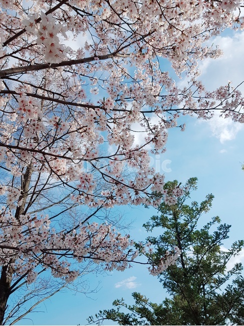 벚꽃,하늘,풍경,자연,식물,봄,계절,spring,season,plant,tree,나무