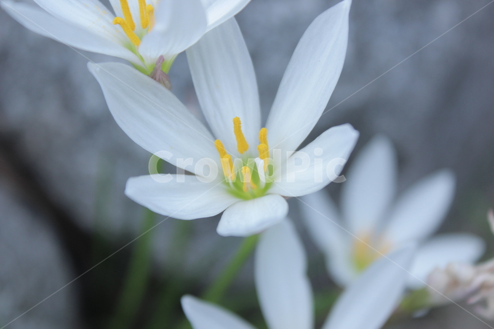 꽃,flower,흰꽃,whiteflower,자연