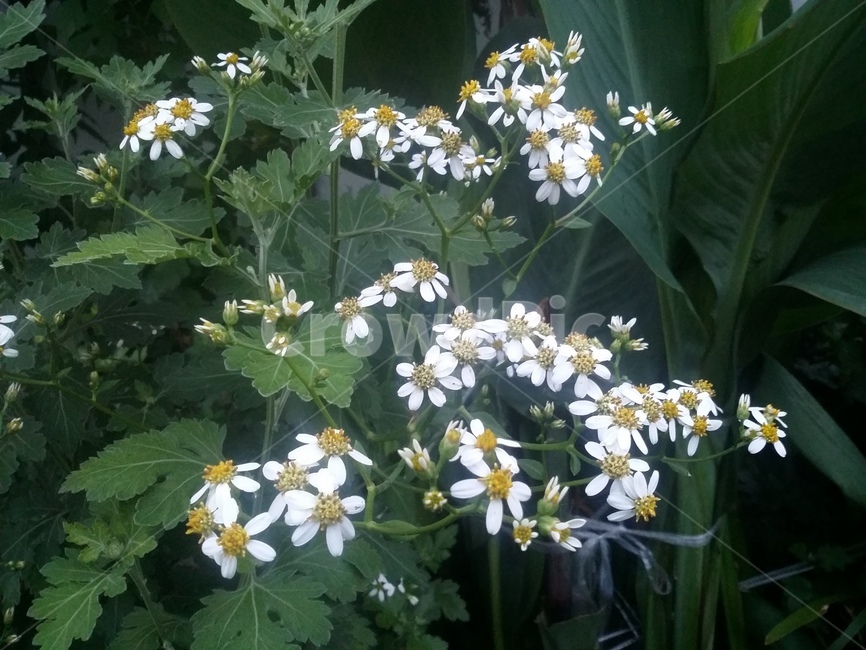 꽃,식물,flower,plant,자연,식물,자연,plants,nature