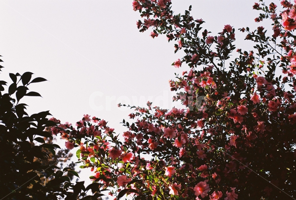 동백,동백숲,꽃,숲속,겨울,camellia,필름사진,식물,자연,plants,nature,꽃,flower,감성,sensible,feeling