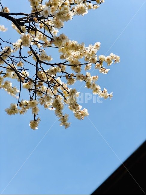 매화,꽃,하늘,파란색,하얀꽃,봄,계절,spring,season,식물,자연,plants,nature,꽃,flower,plant,blossom